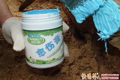 大树移栽根部伤口保护与愈合剂选择指南