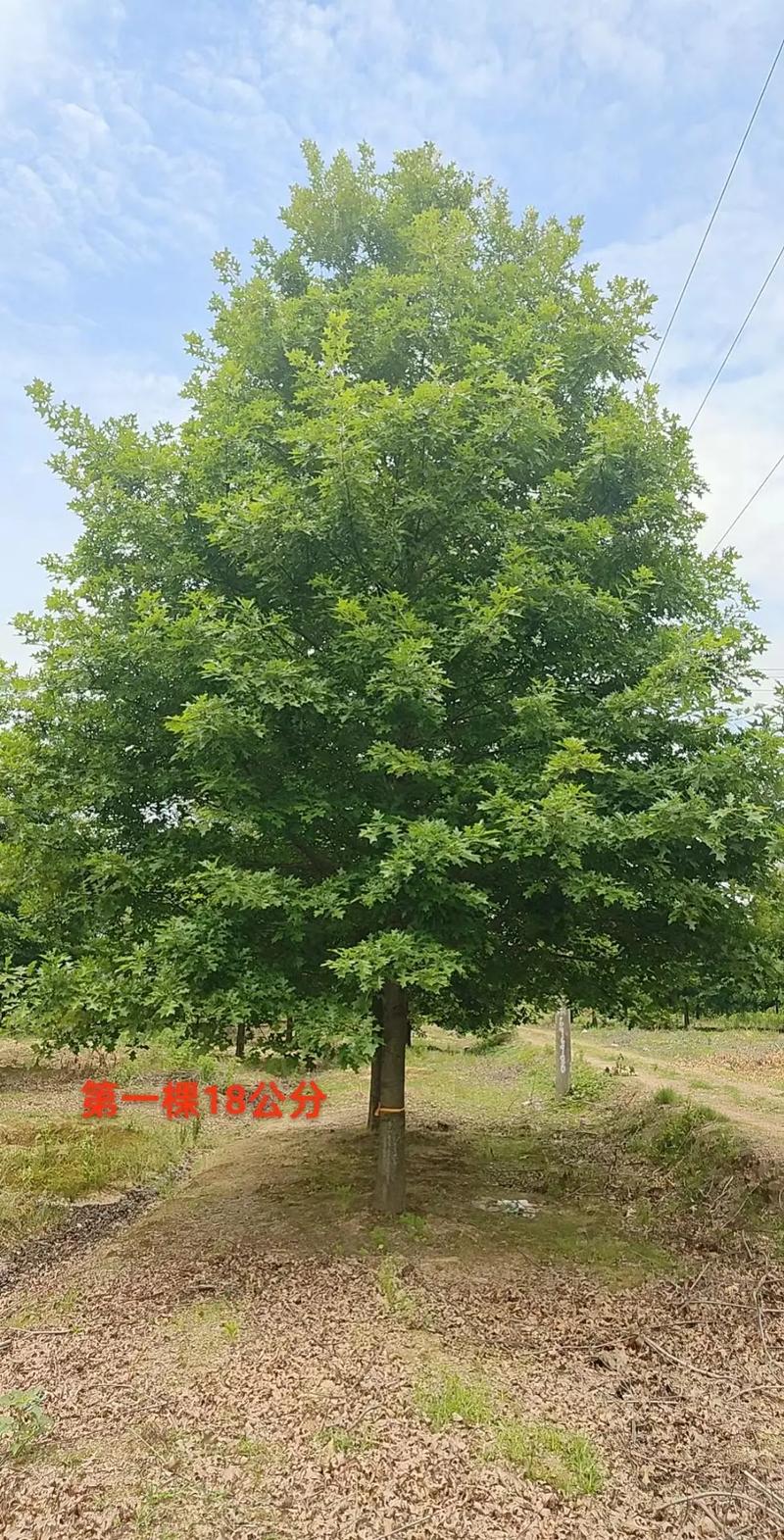 诚信苗木人 自家苗圃娜塔栎，为园林绿化注入一份踏实